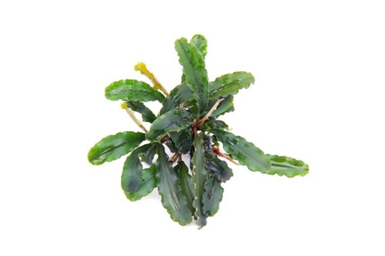 Tropica Bucephalandra Pygmaea "Bukit Kelam" pot Tropica Bucephalandra Pygmaea "Bukit Kelam" pot