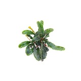 Tropica Bucephalandra Pygmaea "Bukit Kelam" pot