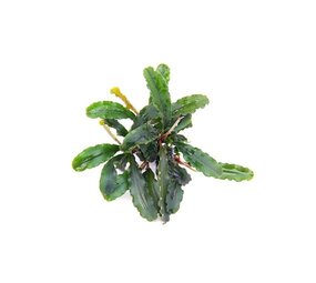 Tropica Bucephalandra Pygmaea "Bukit Kelam" pot Tropica Bucephalandra Pygmaea "Bukit Kelam" pot