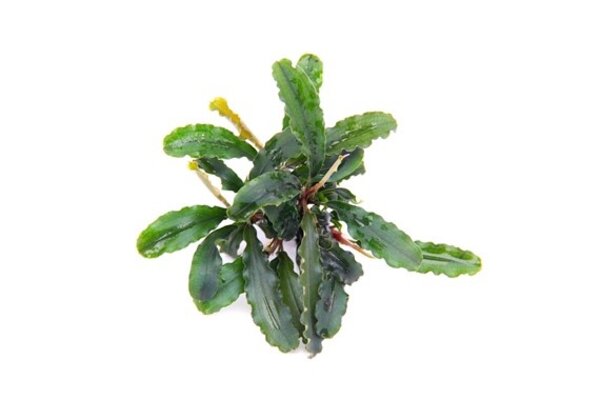 Tropica Bucephalandra Pygmaea "Bukit Kelam" pot Tropica Bucephalandra Pygmaea "Bukit Kelam" pot