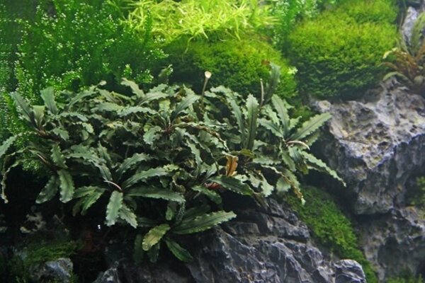 Tropica Bucephalandra Pygmaea "Bukit Kelam" pot Tropica Bucephalandra Pygmaea "Bukit Kelam" pot