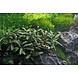 Tropica Bucephalandra Pygmaea "Bukit Kelam" pot Tropica Bucephalandra Pygmaea "Bukit Kelam" pot