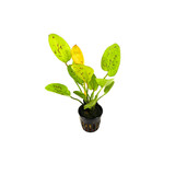 Moerings Echinordorus Yellow Sun Pot