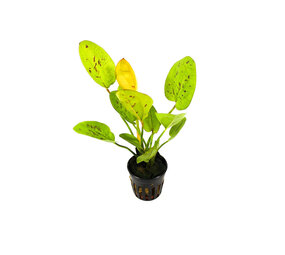 Moerings Echinordorus Yellow Sun Pot