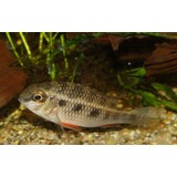 CRENICARA PUNCTULATUM CRENICARA PUNCTULATUM