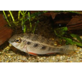 CRENICARA PUNCTULATUM CRENICARA PUNCTULATUM