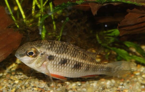 CRENICARA PUNCTULATUM CRENICARA PUNCTULATUM