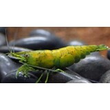 NEOCARIDINA CANTALOUPE