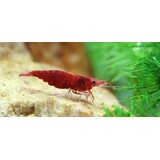 Neocaridina Red Fire