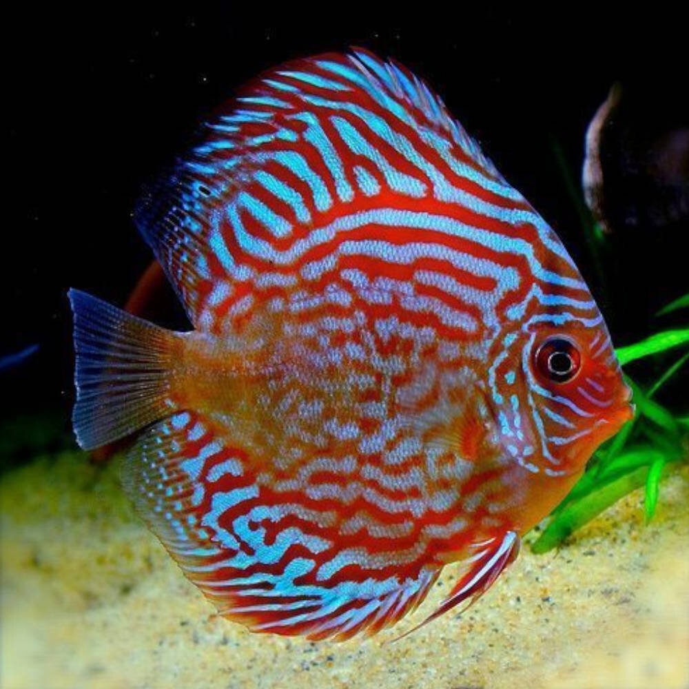 S.AEQUIFASCIATUS ROOD TURQUISE 8-10 CM S.AEQUIFASCIATUS ROOD TURQUISE 8-10 CM