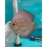 S.AEQUIFASCIATUS PANTHERA 10-12 CM S.AEQUIFASCIATUS PANTHERA 10-12 CM