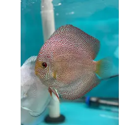 S.AEQUIFASCIATUS PANTHERA 10-12 CM S.AEQUIFASCIATUS PANTHERA 10-12 CM