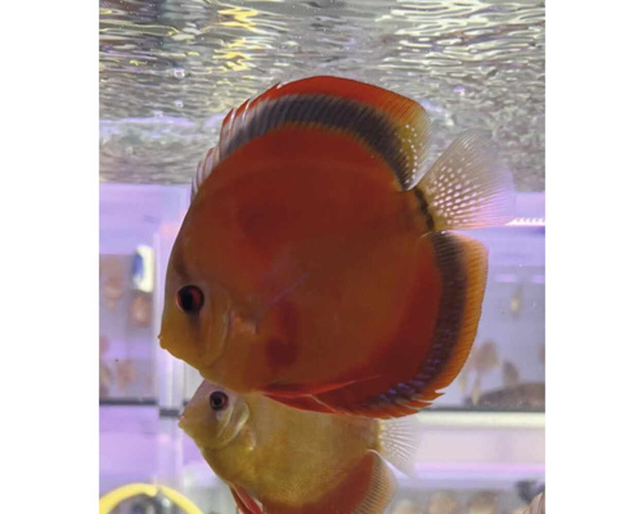 S.AEQUIFASCIATUS ROOD COVER 8-10 CM S.AEQUIFASCIATUS ROOD COVER 8-10 CM