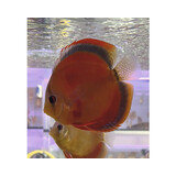 S.AEQUIFASCIATUS ROOD COVER 8-10 CM S.AEQUIFASCIATUS ROOD COVER 8-10 CM