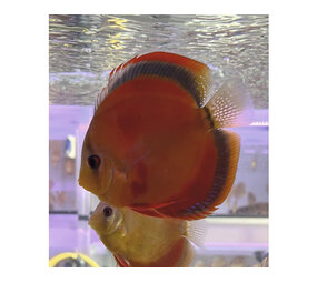 S.AEQUIFASCIATUS ROOD COVER 8-10 CM S.AEQUIFASCIATUS ROOD COVER 8-10 CM