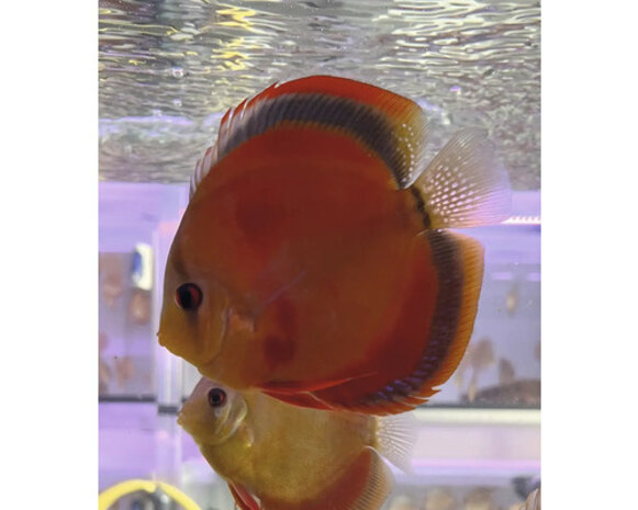 S.AEQUIFASCIATUS ROOD COVER 8-10 CM S.AEQUIFASCIATUS ROOD COVER 8-10 CM