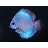S.AEQUIFASCIATUS BLUE DAIMOND 8-10 CM S.AEQUIFASCIATUS BLUE DAIMOND 8-10 CM