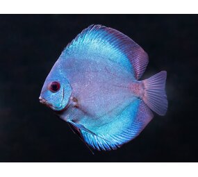 S.AEQUIFASCIATUS BLUE DAIMOND 8-10 CM S.AEQUIFASCIATUS BLUE DAIMOND 8-10 CM