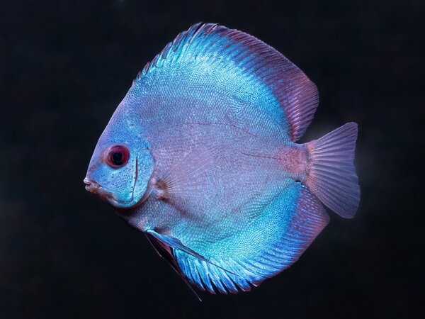 S.AEQUIFASCIATUS BLUE DAIMOND 8-10 CM S.AEQUIFASCIATUS BLUE DAIMOND 8-10 CM