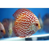 S.AEQUIFASCIATUS RED MAP 8-10 CM
