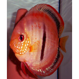 S.AEQUIFASCIATUS ICA RED HECKEL 8-10 CM S.AEQUIFASCIATUS ICA RED HECKEL 8-10 CM