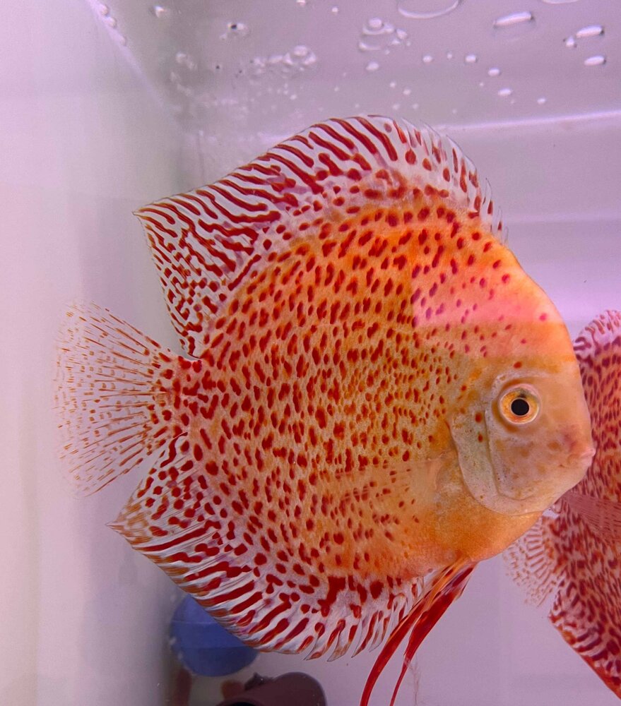 S.AEQUIFASCIATUS SNOW LEOPARD 8-10 CM S.AEQUIFASCIATUS SNOW LEOPARD 8-10 CM