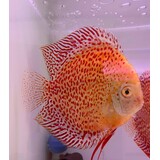 S.AEQUIFASCIATUS SNOW LEOPARD 8-10 CM