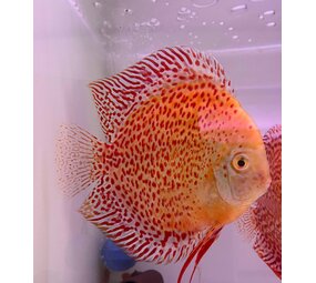 S.AEQUIFASCIATUS SNOW LEOPARD 8-10 CM S.AEQUIFASCIATUS SNOW LEOPARD 8-10 CM