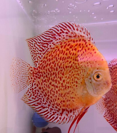 S.AEQUIFASCIATUS SNOW LEOPARD 8-10 CM S.AEQUIFASCIATUS SNOW LEOPARD 8-10 CM