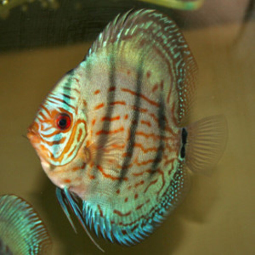 S.AEQUIFASCIATUS COBALT HECKEL 8-10 CM S.AEQUIFASCIATUS COBALT HECKEL 8-10 CM