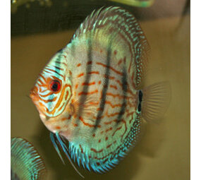 S.AEQUIFASCIATUS COBALT HECKEL 8-10 CM S.AEQUIFASCIATUS COBALT HECKEL 8-10 CM