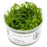 Tropica Limnophila Aquatica 1-2-GROW Tropica Limnophila Aquatica 1-2-GROW