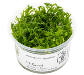 Tropica Limnophila Aquatica 1-2-GROW Tropica Limnophila Aquatica 1-2-GROW
