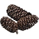 Dennerle Dennerle Black cones CA 50 stuks Dennerle Dennerle Black cones CA 50 stuks