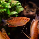 TRICHOGASTER TRICHOPTERUS ORANGE