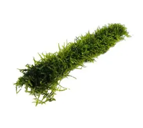 Moerings BAMBOO STOK MET JAVAMOS 20 CM Moerings BAMBOO STOK MET JAVAMOS 20 CM