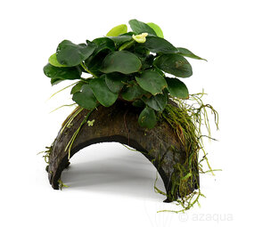 Moerings 3-GAATS COCOSNOOT MET ANUBIAS Moerings 3-GAATS COCOSNOOT MET ANUBIAS