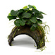 Moerings 3-GAATS COCOSNOOT MET ANUBIAS Moerings 3-GAATS COCOSNOOT MET ANUBIAS