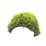 Moerings 3-GAATS COCOSNOOT MET JAVAMOS Moerings 3-GAATS COCOSNOOT MET JAVAMOS