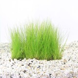 Moerings Eleocharis op stalen mat Moerings Eleocharis op stalen mat