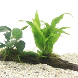 Moerings Driftwood Large met 3 planten Moerings Driftwood Large met 3 planten