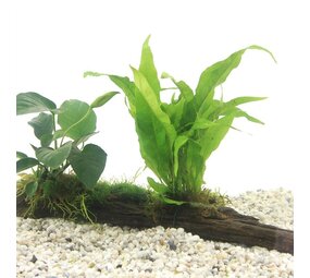 Moerings Driftwood Large met 3 planten Moerings Driftwood Large met 3 planten