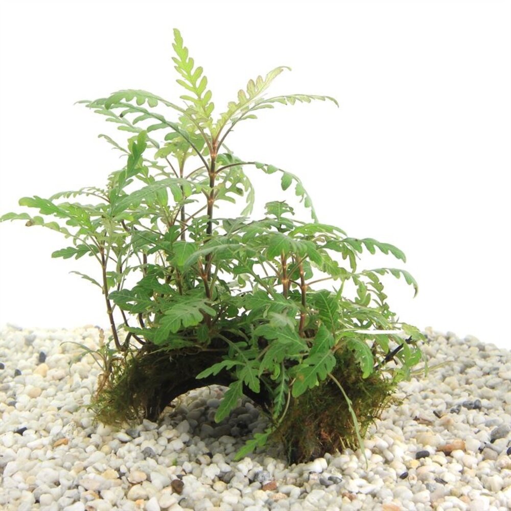 Moerings Cocosnoot met Hygrophila Pinnatifida Moerings Cocosnoot met Hygrophila Pinnatifida