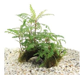 Moerings Cocosnoot met Hygrophila Pinnatifida Moerings Cocosnoot met Hygrophila Pinnatifida