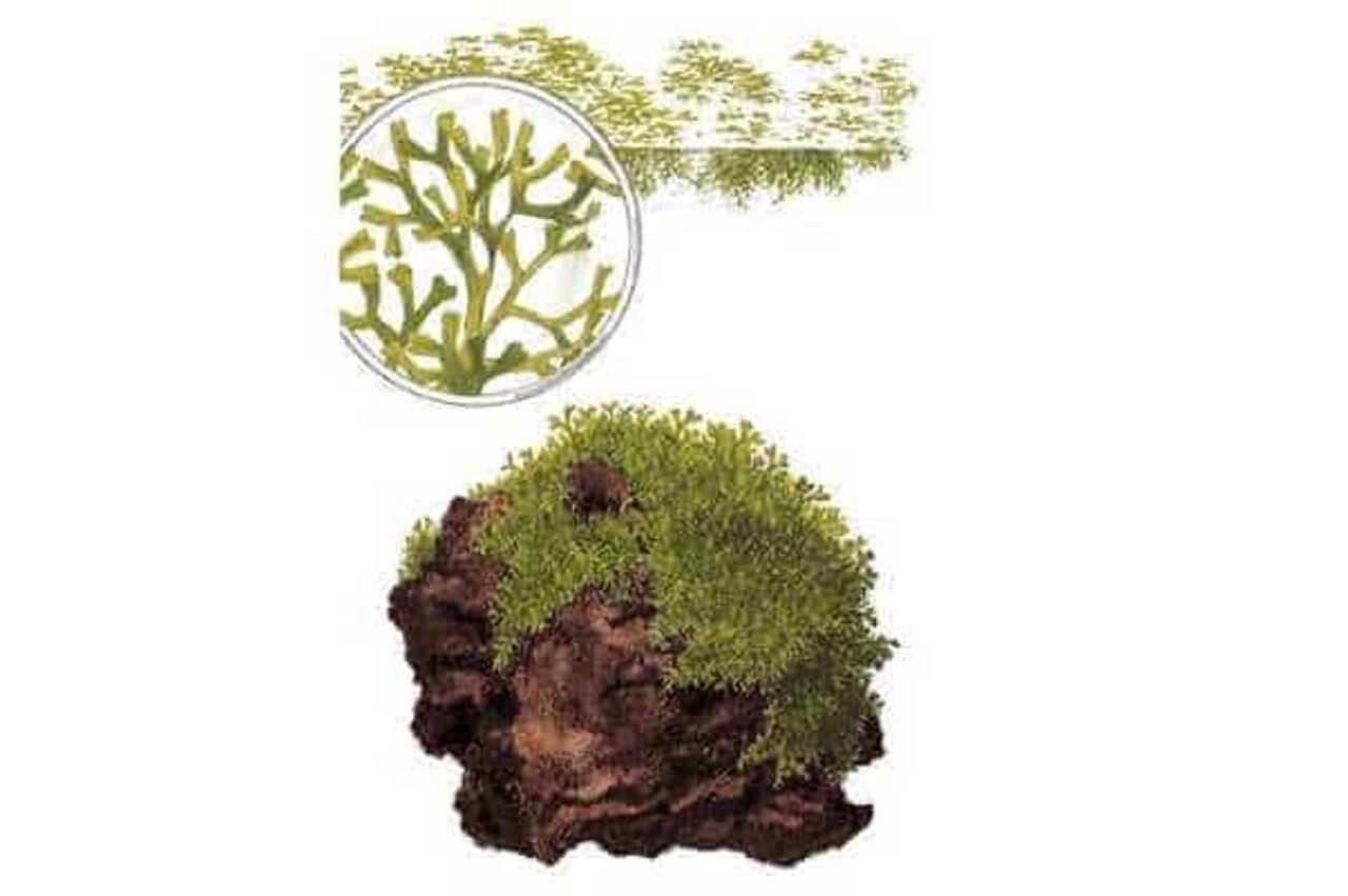 Moerings Riccia op steen Moerings Riccia op steen