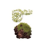 Moerings Riccia op steen Moerings Riccia op steen