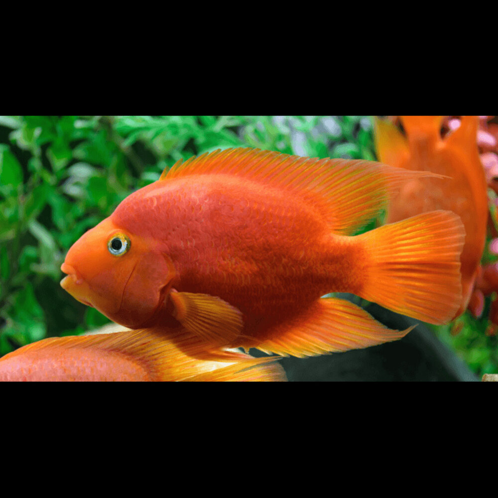 Gommers CICHLASOMA SP. BLOOD PARROT