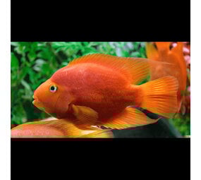 Gommers CICHLASOMA SP. BLOOD PARROT