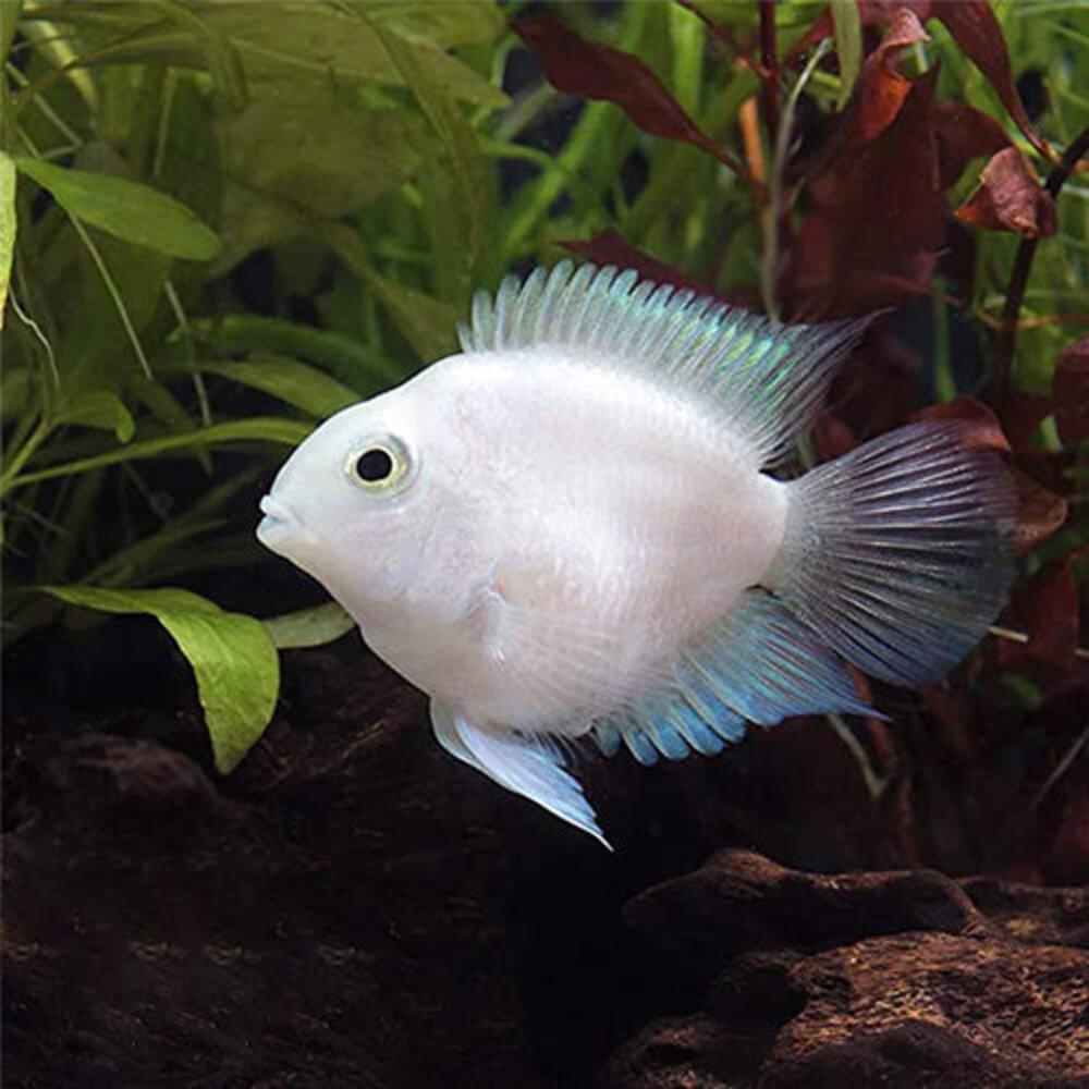 Gommers CICHLASOMA SP. PARROT PLATINUM