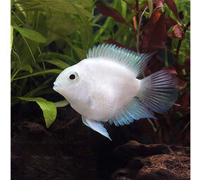 Gommers CICHLASOMA SP. PARROT PLATINUM